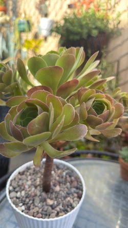 Suculenta Aeonium