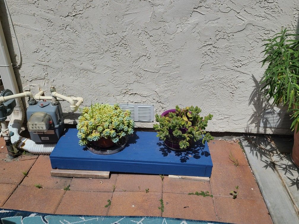 Succulents - 2 plants