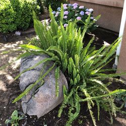 Sword Fern plant $9 each or 2 for $15