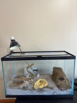 Hermit Crab Complete Habitat Setup – Tank & Accessories Included