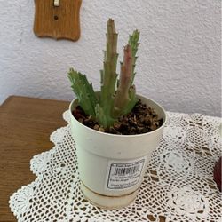 Familia De Los Cactus 