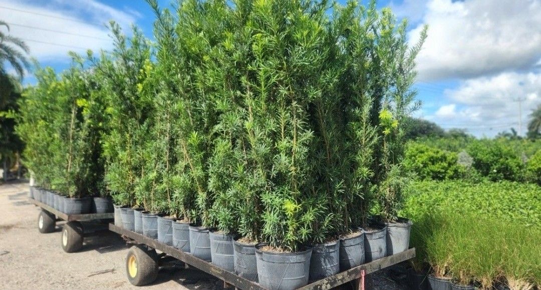 Beautiful Podocarpus Plants For Inmediate Privacy!!! 6 Feet Tall ! Fertilized