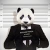 ElPanda8026
