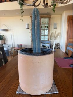 Plant & Pot