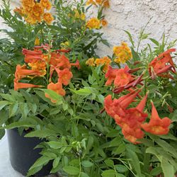 Sparky Bells & Firebells Plant In 10” Nursary Pot👉Only Msg When You Ready For Pick Up Please 