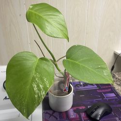 Monstera Albo Plant  🪴 