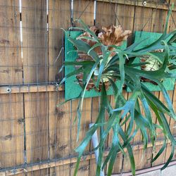 Stag Horn Fern plant