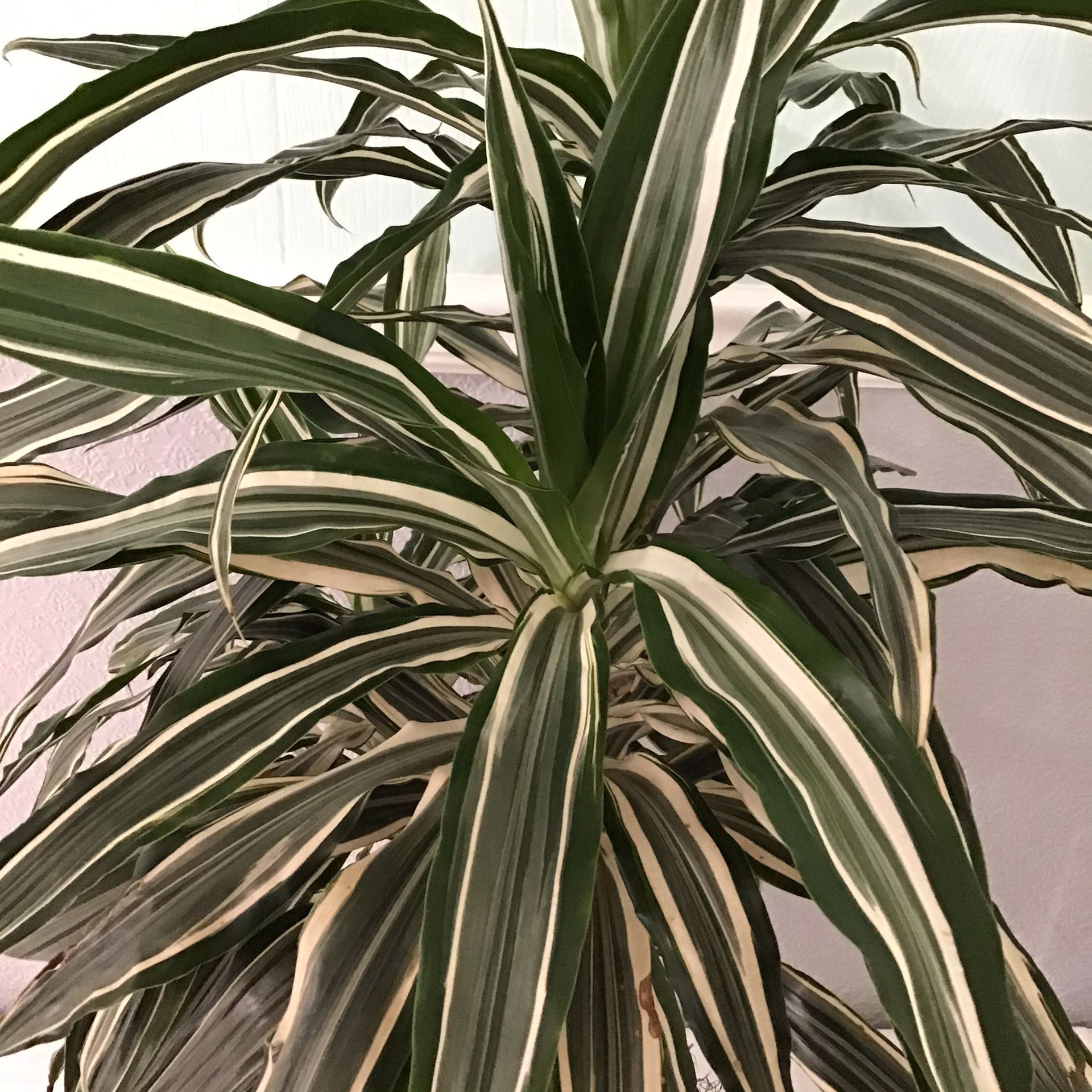 House Plants