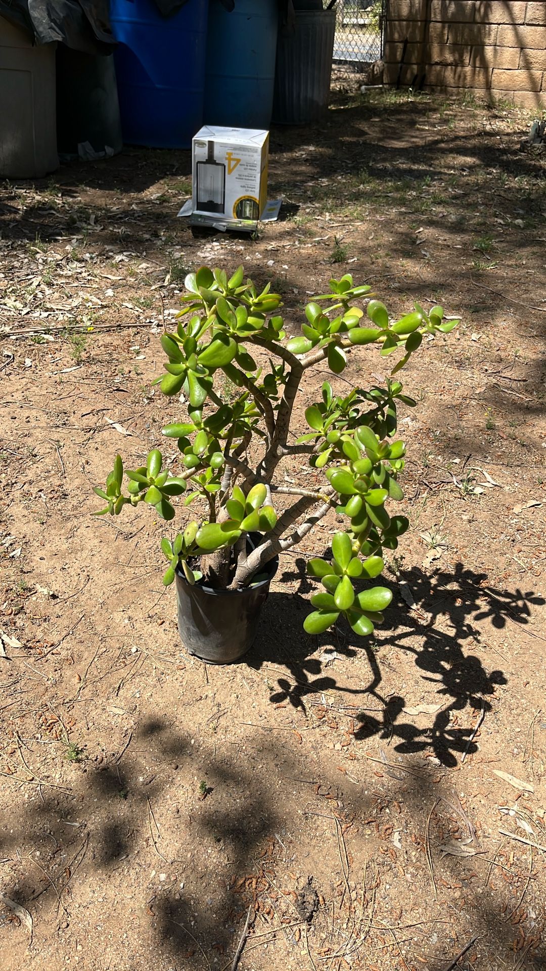Plant