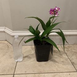 Ground Orchid plant