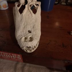 Real Gator Skull 