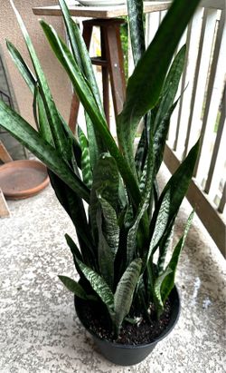 Healthy, tall Snake Plant for sale (Sansevieria)