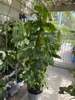Sadly, I Have To Sell My Gigantic Variegated Hawaiian Photos, Over 6 Ft T