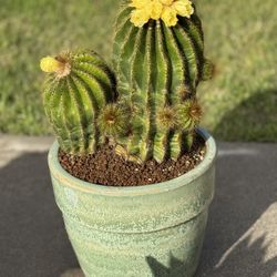 Notocactus                   Aloe Agave Succulents Euphorbia Cactus