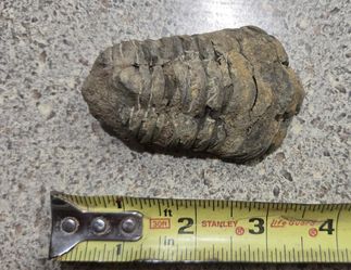 4" Natural Antique Trilobite Fossil Arthropod Genuine Texas