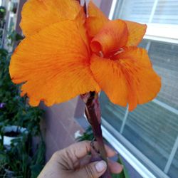 Cana Lily Anaranjado