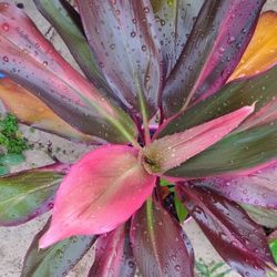 Two Hawaiian Ti Red Sister Plants