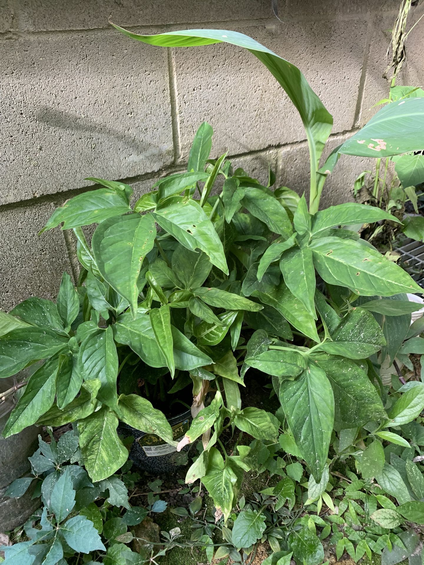 Brake Fern Plant