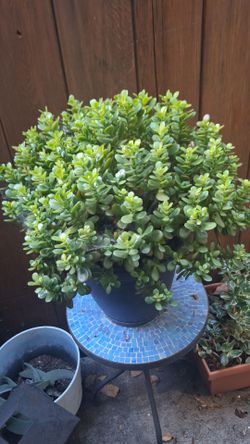 Plants