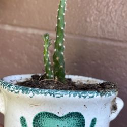 Planta Captus