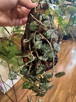 Mounted Hoya Curtisii ( Established Plant)