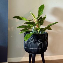 Plants For Nicole