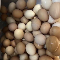 Organic Chicken Eggs 