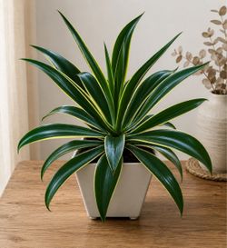 Agave  Plant