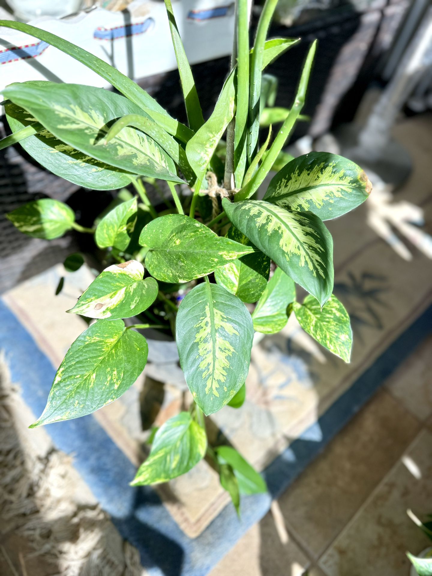 Large Dieffenbachia Indoor Plants In Gallon Pot