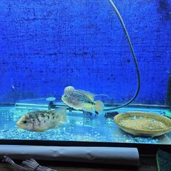 Whole FISH TANK FOR SALE