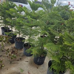 Norfolk 7gallones 6ft Tall 
