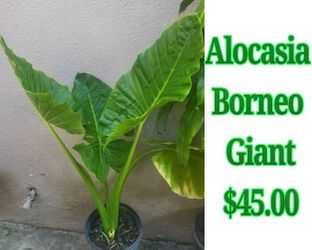 Alocasia Borneo Giant Plant