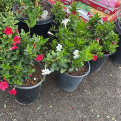Dipladenia Bush 