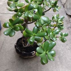 Planta De Jade Estilo Bonsai 25 Years Old.