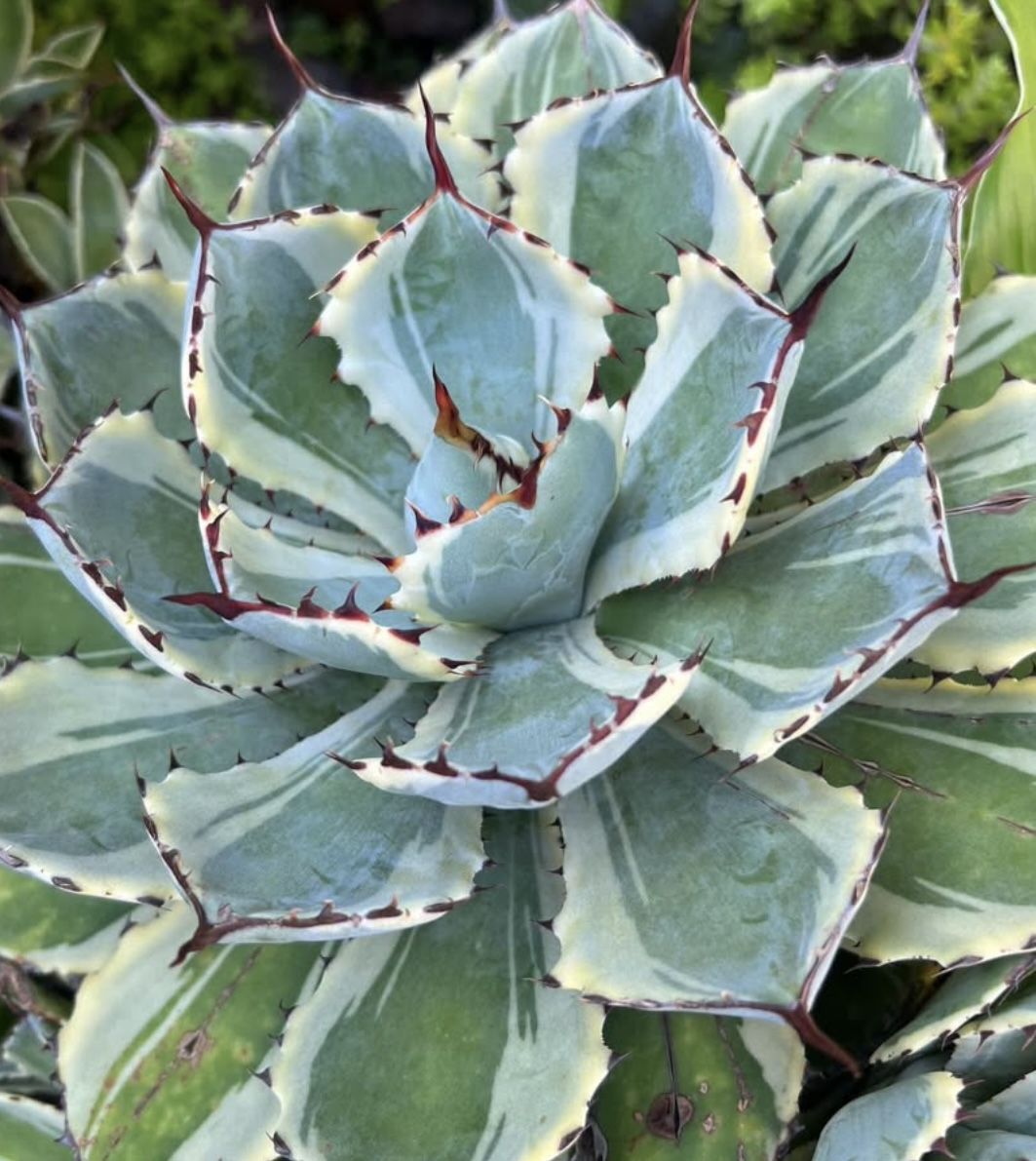 Variegated Agave Plant