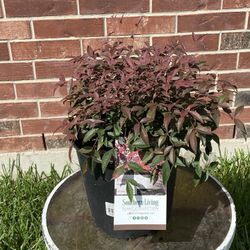 Flirt Nandina Plant