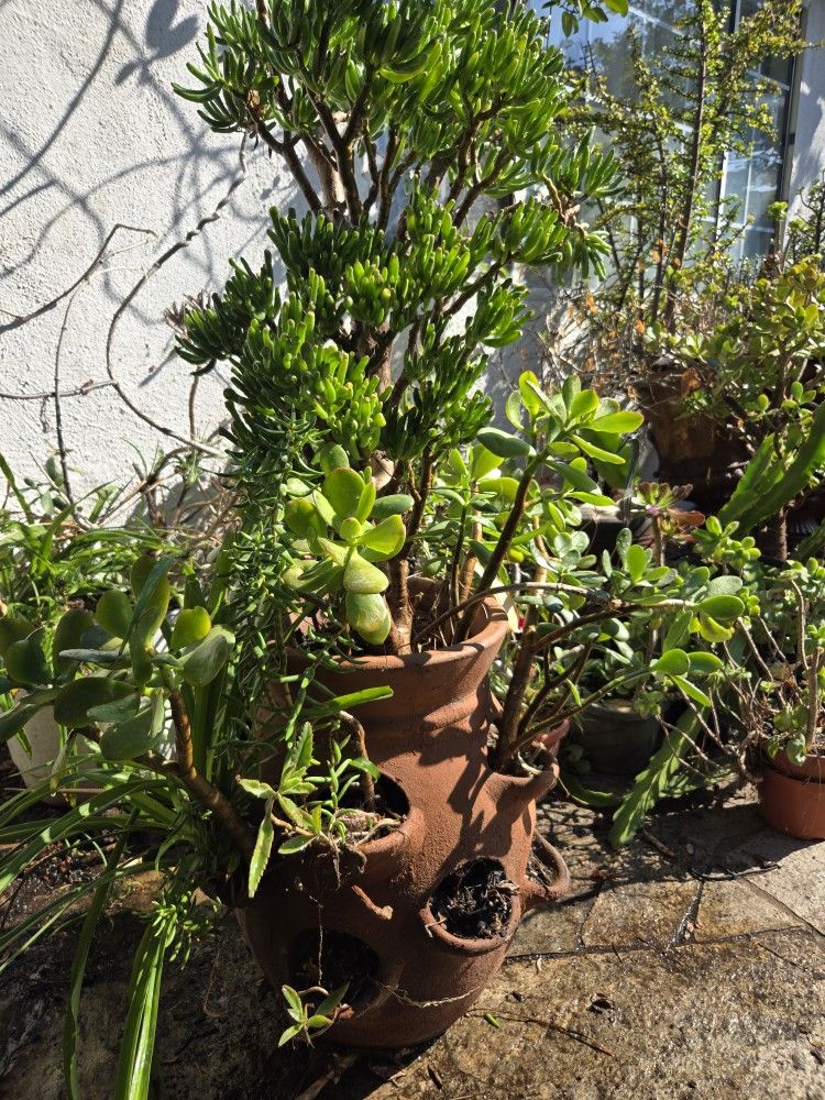π³ Large Bonsai Jade Tree in Terracotta Pot β Mixed Succulent Arrangement