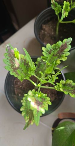 Small coleus plants