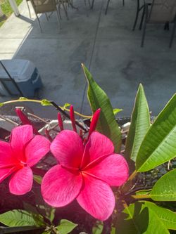 Plumeria Plant - Nevita