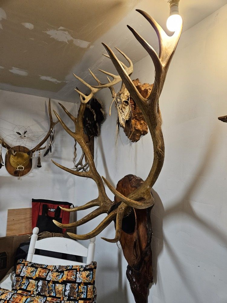 European 7x7 Elk Mount