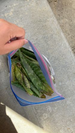 Free bag of Aloe Vera