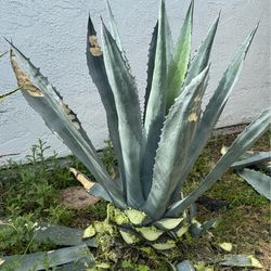 Free Agave plants . ( you have to dig out)