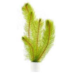 Aquarium plant, Foxtail - Myriophyllum pinnatum