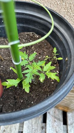 Tomato Seedlings