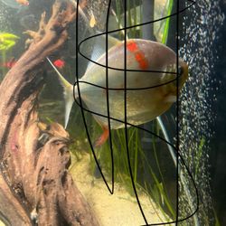 Fish Tank Aquarium Decor