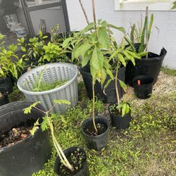 Mango/papaya/avocado/jackfruit Plants 