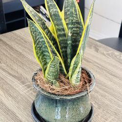 Cute Ceramic Pot With Sensevieria Plant