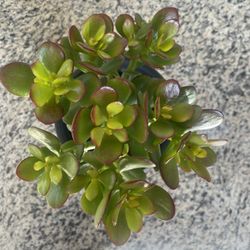 Jade Plant Bonsai