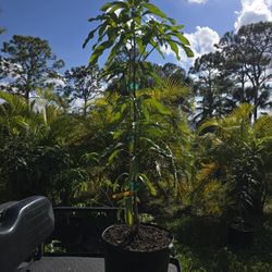 Orange Sherbert Mango 7 Gallon