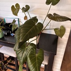 Summer Glory Philodendron
